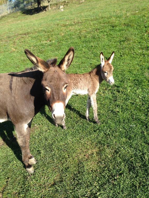 Agriturismo Il Passeggere Bruscoli Kültér fotó