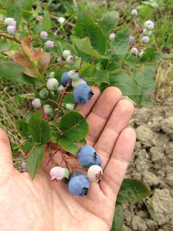 Agriturismo Il Passeggere Bruscoli Kültér fotó