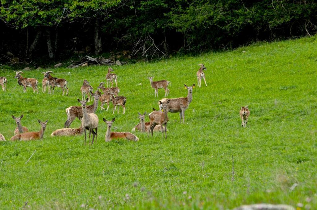 Agriturismo Il Passeggere Bruscoli Kültér fotó